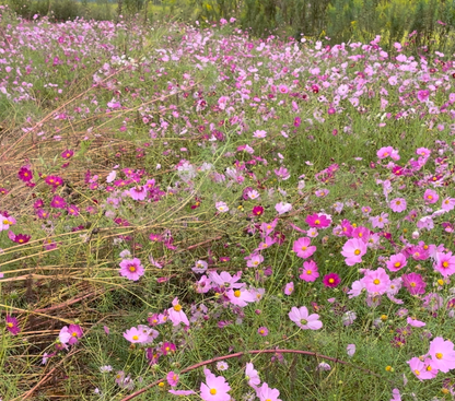 Cosmos Forever - Flower Essence